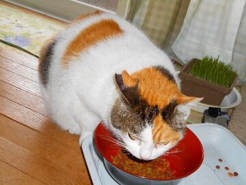 3月16日（36）仮