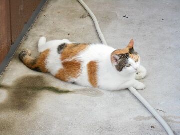 10月4日（38）仮