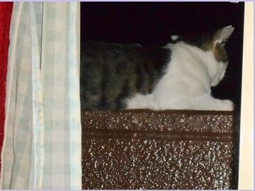 7月21日（27）仮