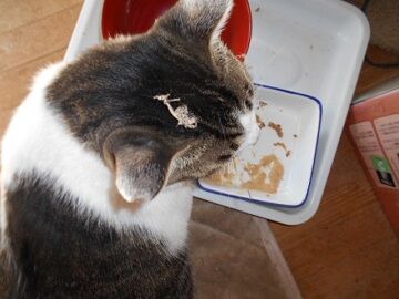 9月11日（8-1）仮