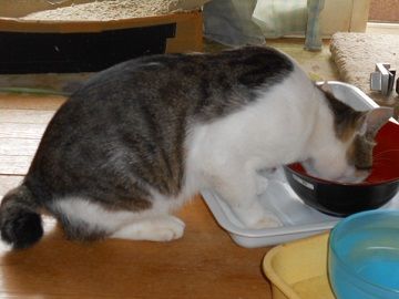 7月11日(11)仮