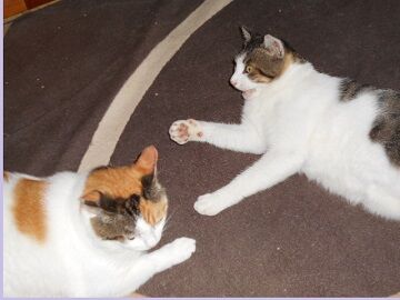 7月29日（23）仮