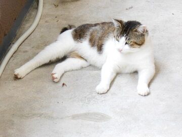 5月28日（26）仮