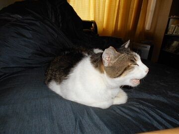 6月25日（36）仮