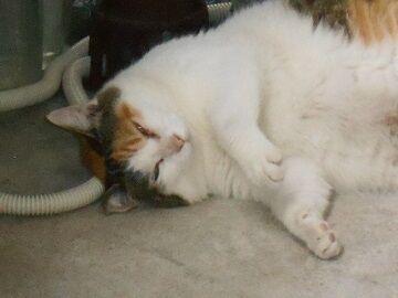 8月17日（17）仮