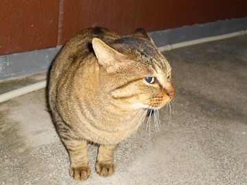 12月15日（41）仮