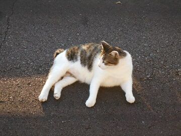 8月13日（13）仮