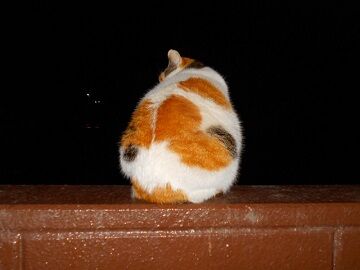 12月15日（58）仮