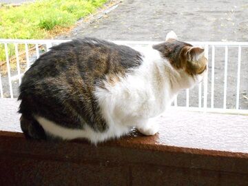 4月13日（53）仮