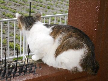 6月12日（31）仮