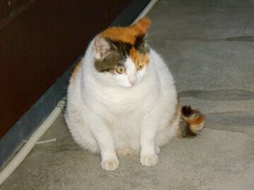 5月19日（38）仮