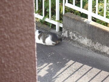 7月10日（31）仮