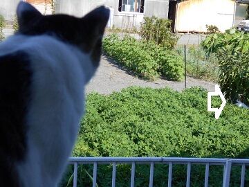 7月31日（24）仮