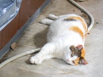 5月27日（12）仮