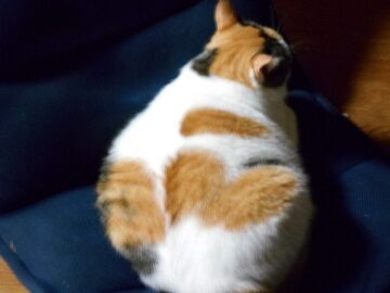 10月11日（42）仮