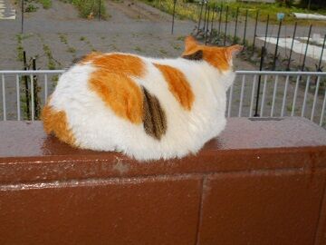 5月25日（17）仮