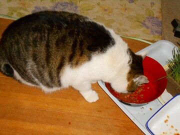 1月29日（32）仮