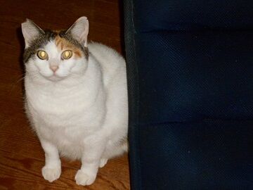 10月12日（12）仮