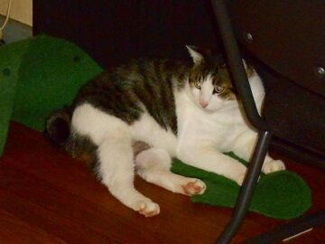 10月18日（16）仮