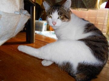 12月31日（13）仮