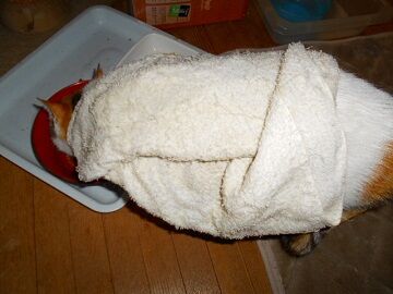 2月14日（31）仮