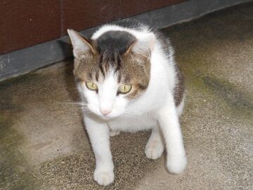 6月26日（26）仮