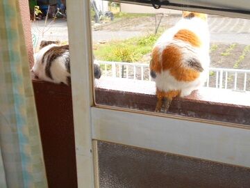 11月13日（24）仮