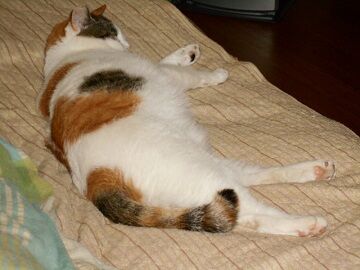 9月20日（66）仮