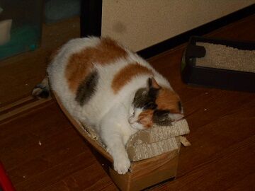 8月15日（34）仮