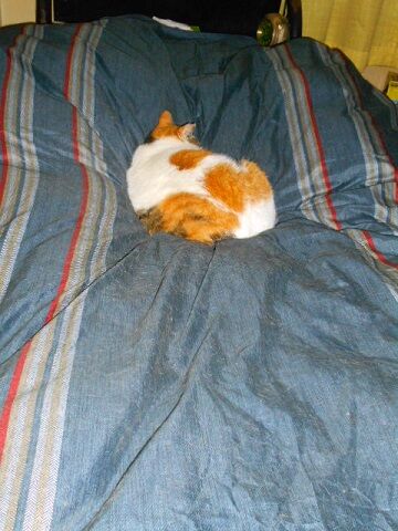 1月26日（16）仮