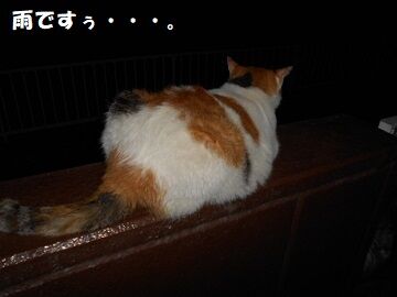 8月26日（23）仮