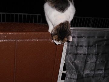 10月4日（5-5）仮