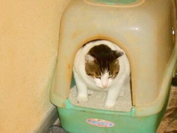 10月20日（40）仮