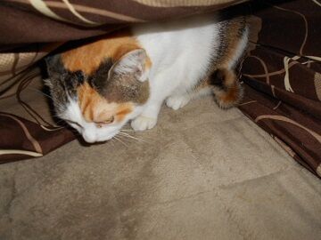 10月1日（19-5）仮