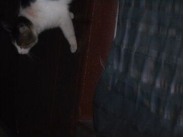 8月10日（12）仮