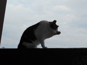 10月2日（15-19）仮