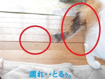7月17日(52)仮