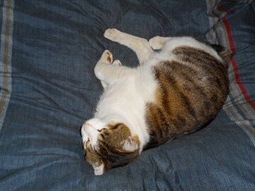 3月25日（12）仮