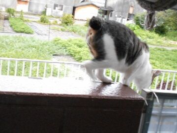 7月26日（83）仮