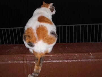 10月11日（19-5）仮