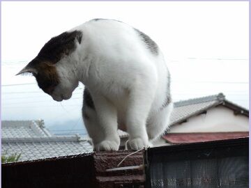 8月28日（87）仮