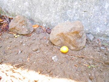 5月29日（18）仮