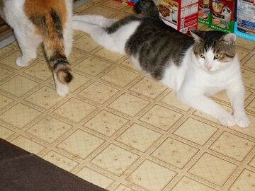 7月19日（51）仮