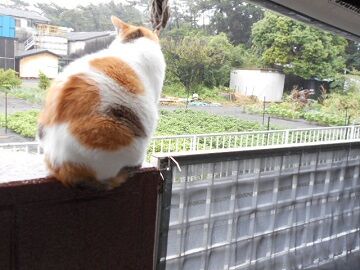 7月14日（28）仮