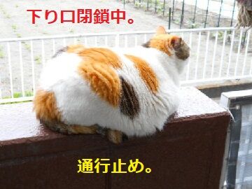 5月18日（75）使用