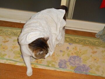 5月10日（28）仮