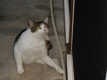 7月30日（44）仮