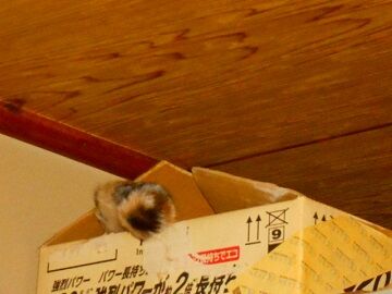 3月19日（28）仮