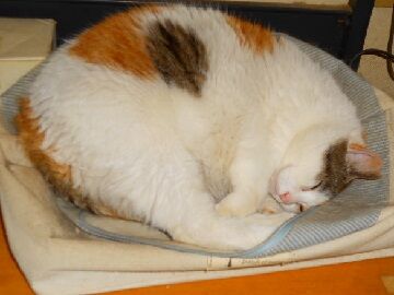 5月20日（55）仮