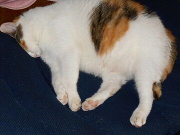 9月16日（28）仮